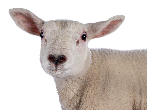 Head shot of cute little Texel lamb, standing side ways. Looking curious towards camera. Isolated on white background. Adorable heart shaped nose.
