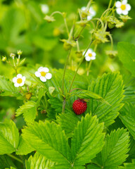 red and unripe wild strawberry on bush