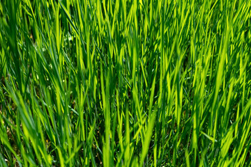 Grashalme Wiese grün Gräser Hintergrund Frühling monochrom Struktur Details Makro Nahaufnahme...