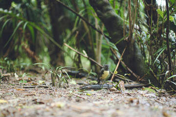 New Zealand Robin 