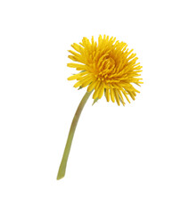 Beautiful blooming yellow dandelion isolated on white
