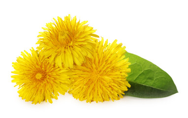 Beautiful yellow dandelions with leaf on white background