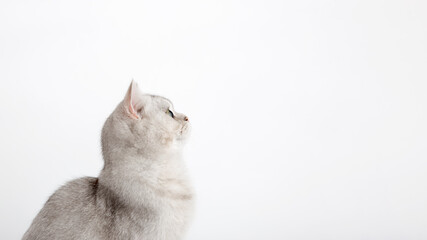 Wide banner. A white British cat sits and looks to the side and up to an empty space.