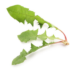 Fresh green dandelion leaves on white background