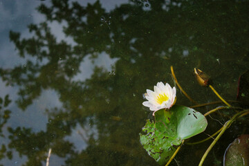 Nymphaea alba, also known as the European white water lily, white water rose or white nenuphar, is an aquatic flowering plant of the family Nymphaeaceae. Nymphaeales flower, Nelumbo flower