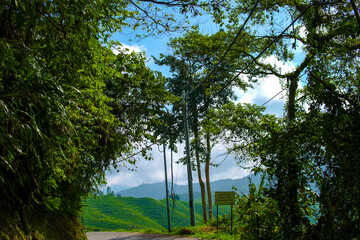 Cameron Highlands, Malaysia - March 6, 2020 - Cameron Valley Tea Plantation on a hot afternoon. Narrow road through the farm. Tea plants cover the scenery.