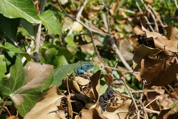 Male green lizard in the undergrowth