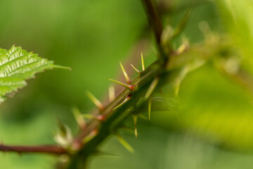 close-up of young thorns on a blackberry plant