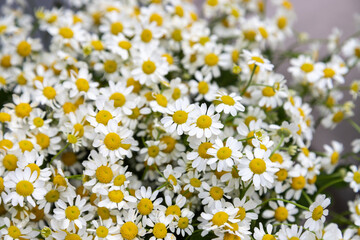 field of flowers