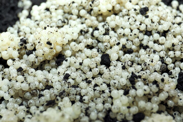Many snail eggs on soil, closeup view