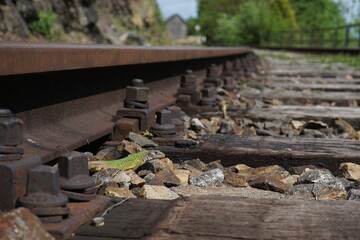 Female green lizard on railway