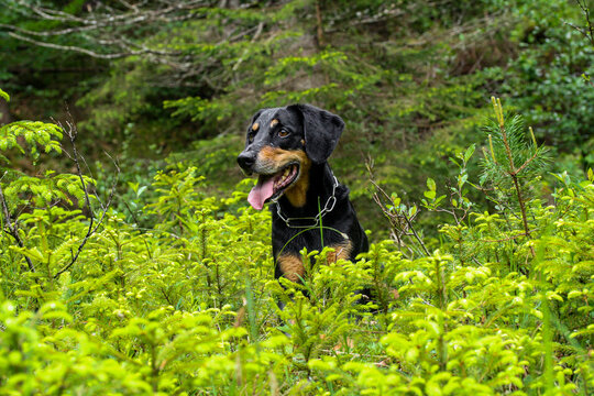 Cute New Zealand Huntaway dog resting in scenic green terrain