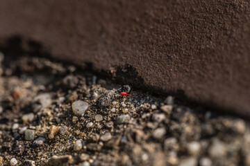 A red stone louse crawling on a wall
