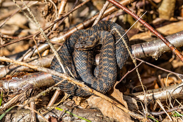 Closeup of a common European adder on the ground, an extremely widespread venomous snake