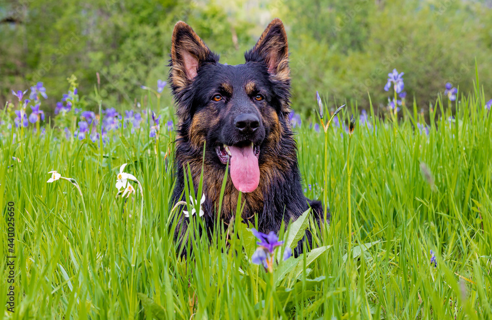 Sticker Closeup of a German shepherd resting in the scenic green meadow