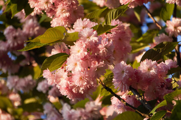 pink cherry blossom