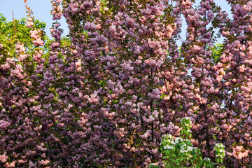 Fototapeta premium pink cherry blossom