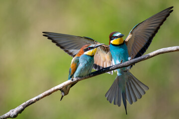 Fototapeta premium bee eater perched on branch
