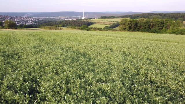 Drohnenaufnahme, Agrarlandschaft mit Erbsenfeld