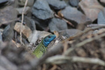 European green lizard in the wilderness