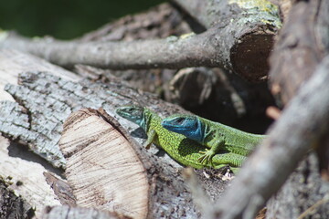 European green lizard couple in the wilderness