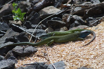 European green lizard couple in the wilderness