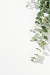 eucalyptus leaves and shadow on a white background.  top view. minimal floral card.poster 