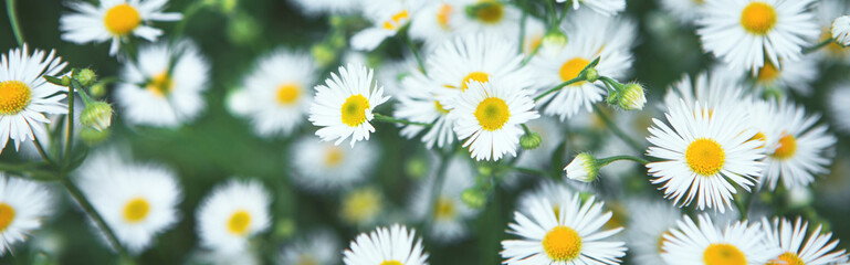 Seasonal sale website banner with blooming Summer Daisies. Summer meadow with chamomile flowers. Green nature spring flower blurred background. Alternative medicine, cottage core natural philosophy