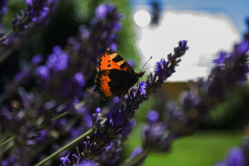 butterfly on flower