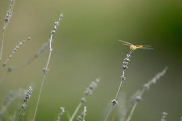 composicion con libelula