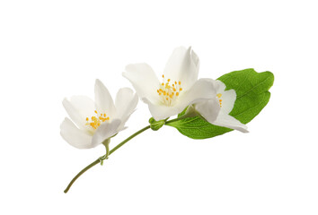 Naklejka na ściany i meble Beautiful flowers of jasmine plant with leaf on white background