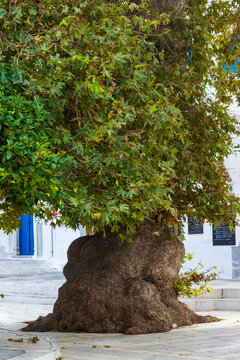 Thick ombu tree in the streets