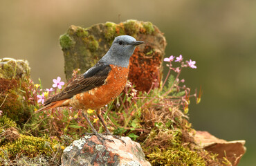 roquero rojo