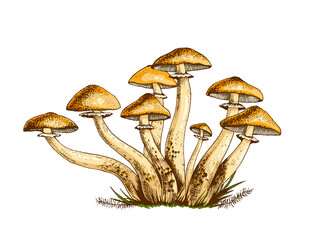 Poisonous mushrooms hand-drawn illustration, family of inedible mushrooms Dangerous mushrooms, toadstool, fly agaric, white toadstool, family of mushrooms isolated on a white background