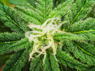 Fototapeta premium Cannabis female with visible hairs and trichomes. plant in flowering phase.