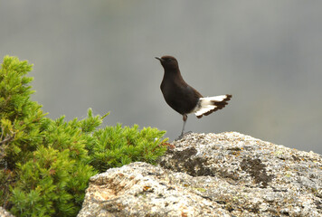 collalba negra en la sierra abulense