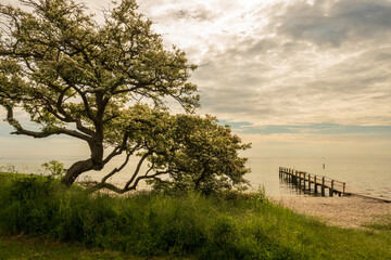 landscape with trees