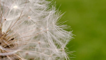 Fototapeta na wymiar Macro of dandelion on natural green background, nature closeup. Spring summer