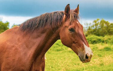 Lusitano on pasture, wild animals, outdoors, amazing horses.