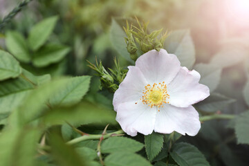 Briar rose bush with beautiful flower outdoors, closeup. Space for text