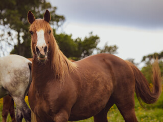 Lusitano on pasture, wild animals, outdoors, amazing horses.