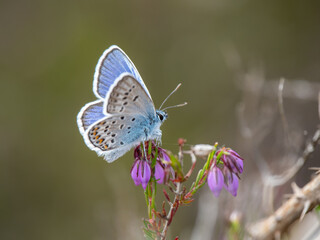 Silver-studded Blue Butterfly Reseting on Bell Heather