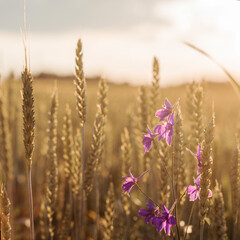 Wheat spikes and purple wild flowers in the wheat field at sunset, summer agricultural background, nature relaxation background