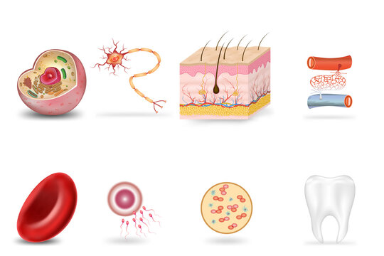 human internal organs icon set with cells neuron skin blood vessels fertilization Plasma teeth and liver description. vector illustration..