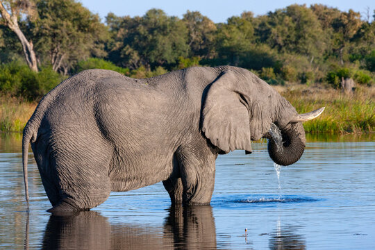 African Elephant dring at a waterhole in the Savuti region of Botswana, Africa.