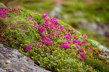 Rhododendron flowers in nature