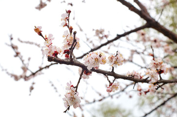 Beautiful white apricot blossom at park. Flowering apricot tree. Fresh spring background on nature outdoors. Soft focus image of blossoming flowers in spring time