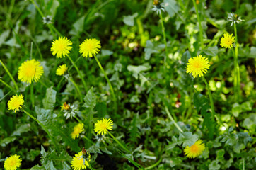 Green field with yellow dandelions in spring. Closeup of yellow spring flowers on the ground