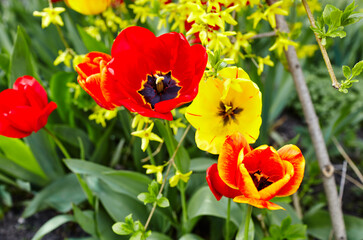 Obraz premium Beautiful tulip flowers blooming in a garden. Beauty tulip plant in the spring garden in rays of sunlight in nature. Blur background with bokeh image, selective focus