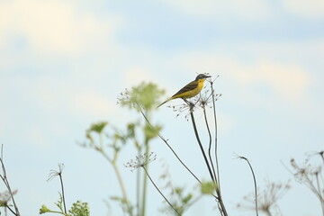 Yellow Wagtail, Motacilla flava, 	Blue-headed Wagtail, Western Yellow Wagtail. A small yellow songbird sits on the stem of a dried plant in a green sunny meadow against the blue sky. 